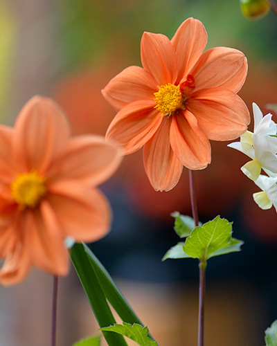 DÁLIA (GEORGÍNA) G. F. HEMERIK 10 ks